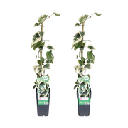 Hedera colchica Dentata Variegata - 2 pezzi - Ø15cm - ↕65cm