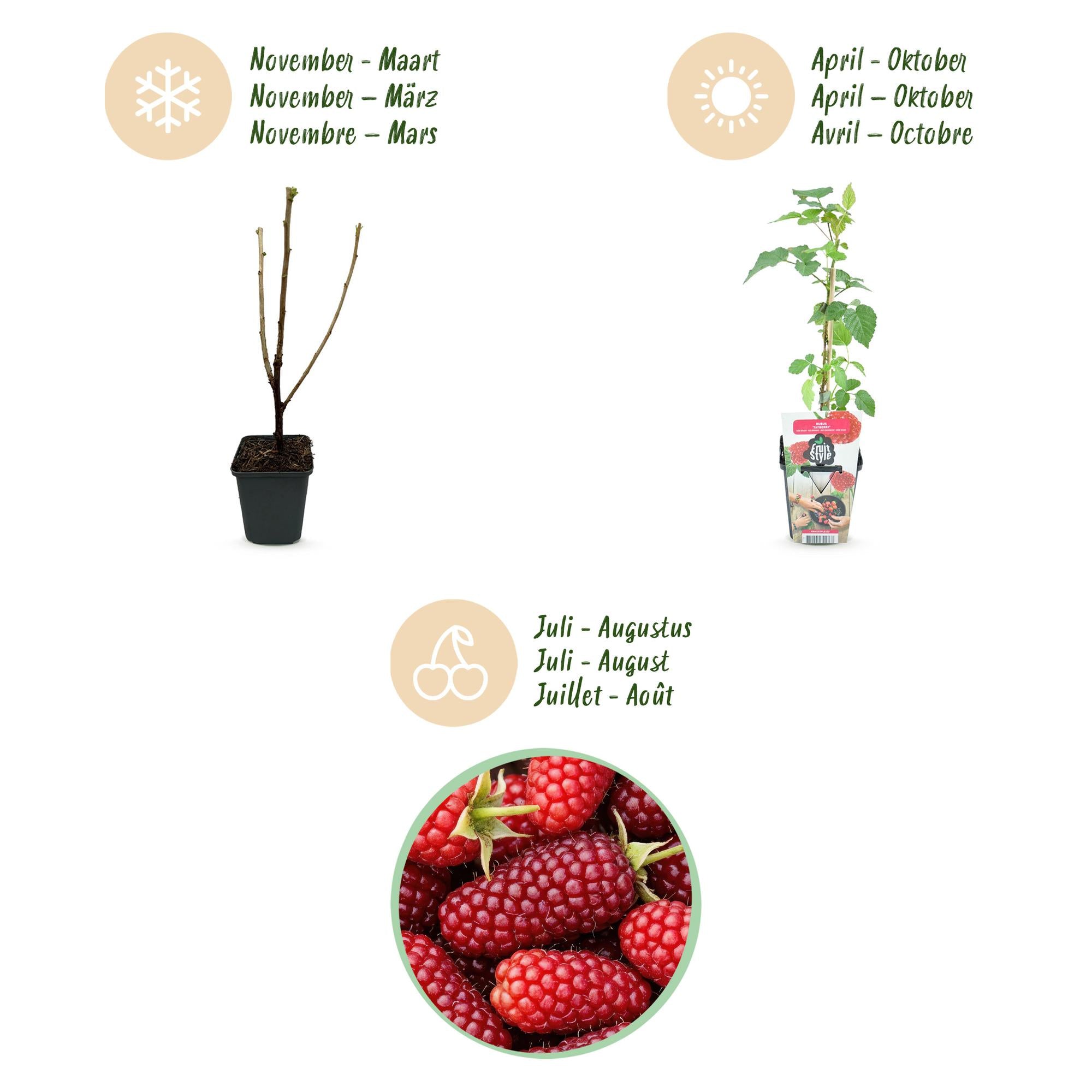 Taybes - Rubus Tayberry - Winterhard - 3 Planten - Pot 9 cm - Rode Bes