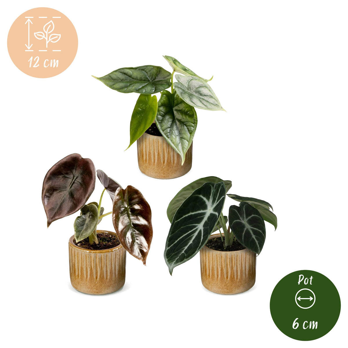 Baby Alocasia Tricolour 3x - Rood - Groen - Zwart - Tropisch - incl. Linnea Honey - Ø6cm - ↕12cm