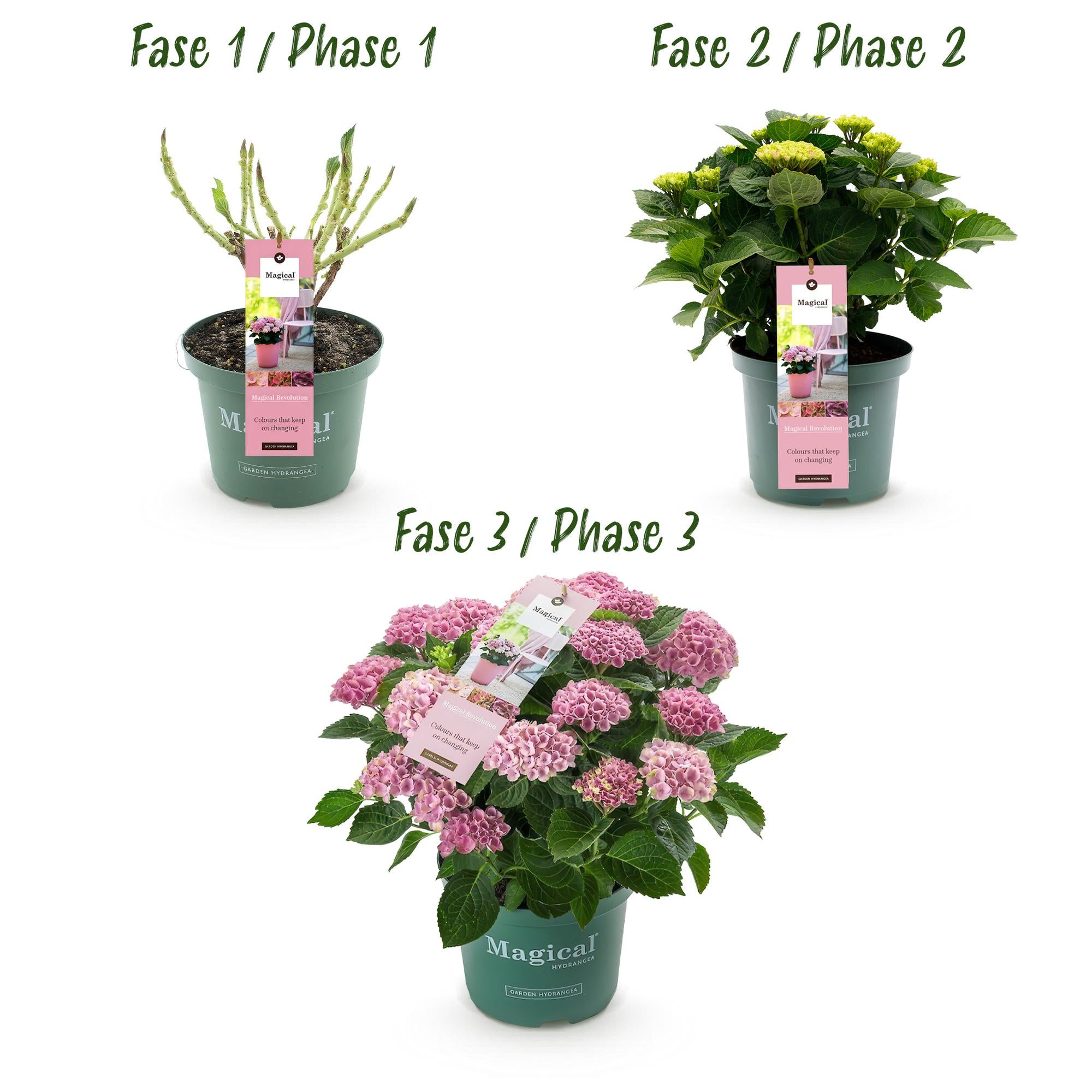 Green boutiQ - Pianta da terrazzo - Ortensia - Ortensia Magical Revolution Pink - Rosa - 6-10 fiori - 2 piante - Vaso 23 cm Altezza 55 cm