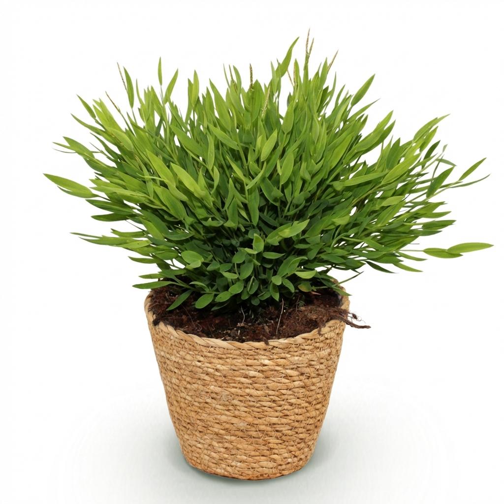 Bamusa Pogonatherum Monica - Kamerbamboe - Huisdiervriendelijke Plant - Groen - 1 Plant - met Mand - Pot 12cm - Hoogte 20cm