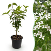 Cornus kousa chinensis - Bloem Wit - 1 Plant - Bladverliezend - Weinig Onderhoud - Pot 12cm Hoogte 35cm
