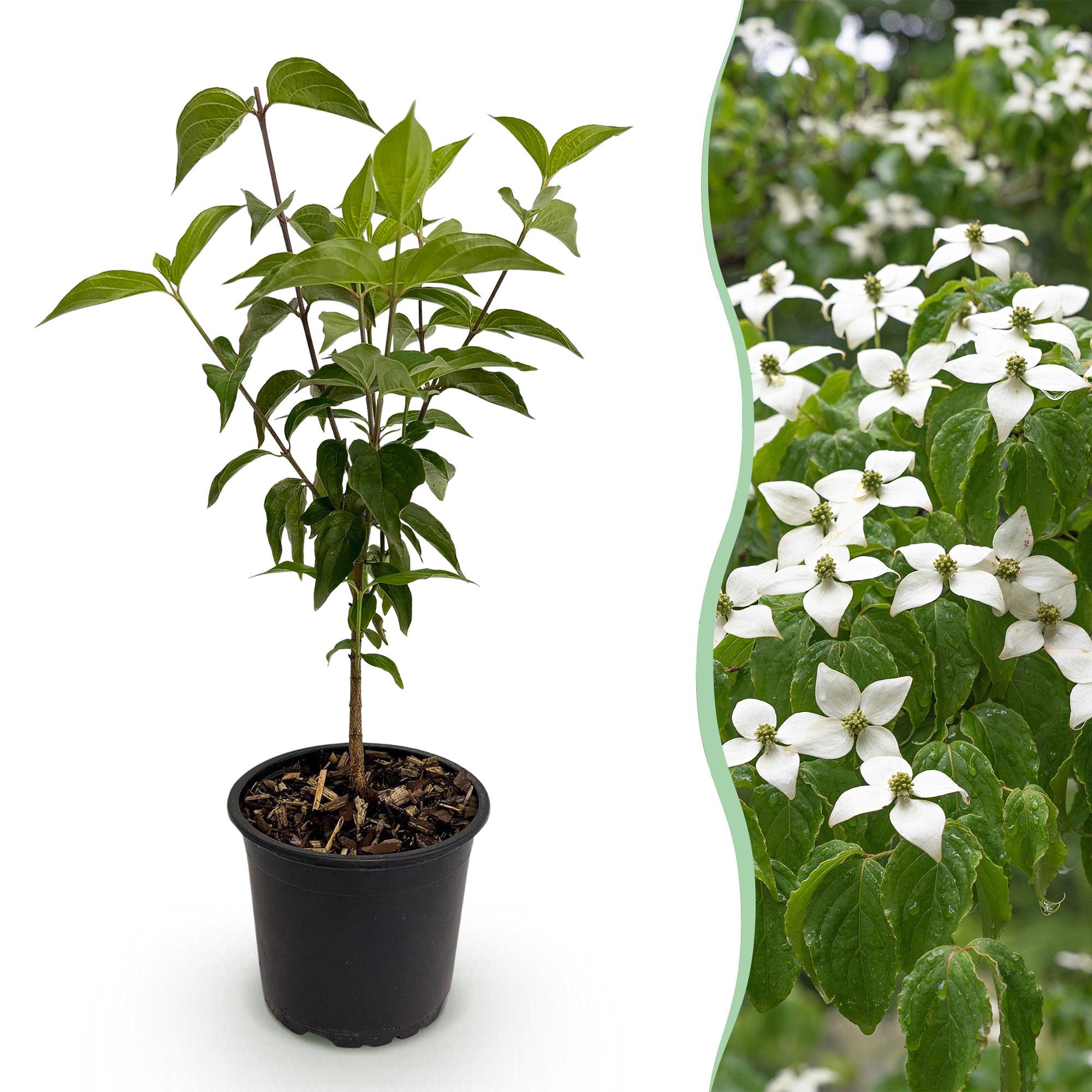 Cornus kousa chinensis - Bloem Wit - 1 Plant - Bladverliezend - Weinig Onderhoud - Pot 12cm Hoogte 35cm