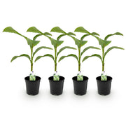 Bananen plant - Musa Basjoo - Winterhard - 4 planten - Pot 17cm Hoogte 40cm
