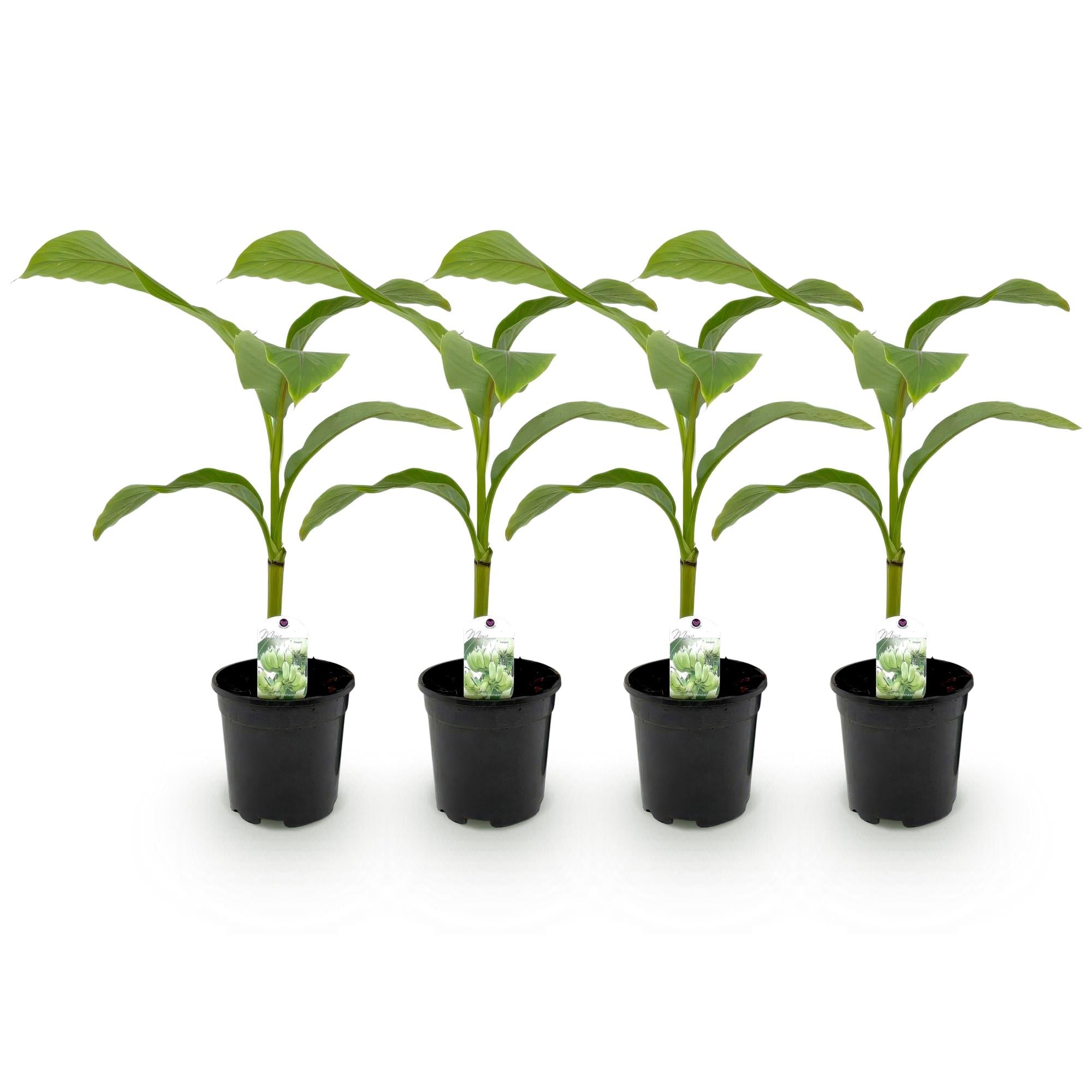 Bananen plant - Musa Basjoo - Winterhard - 4 planten - Pot 17cm Hoogte 40cm