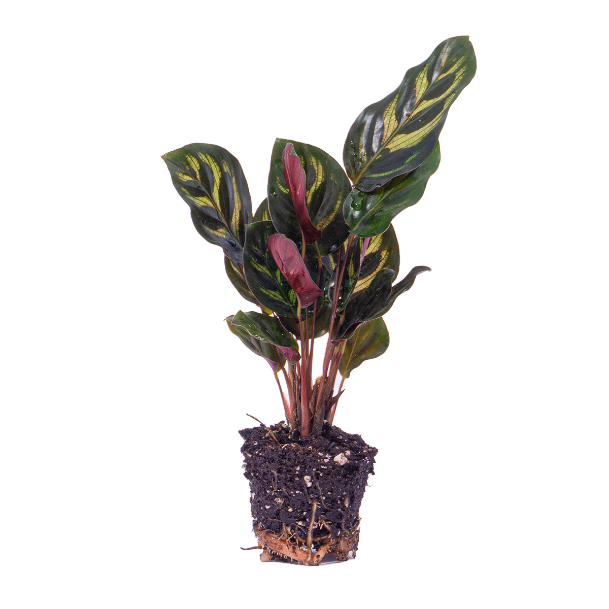 Calathea Makoyana - Plante Paon - Plante pour Terrarium - Pot de 6 pouces