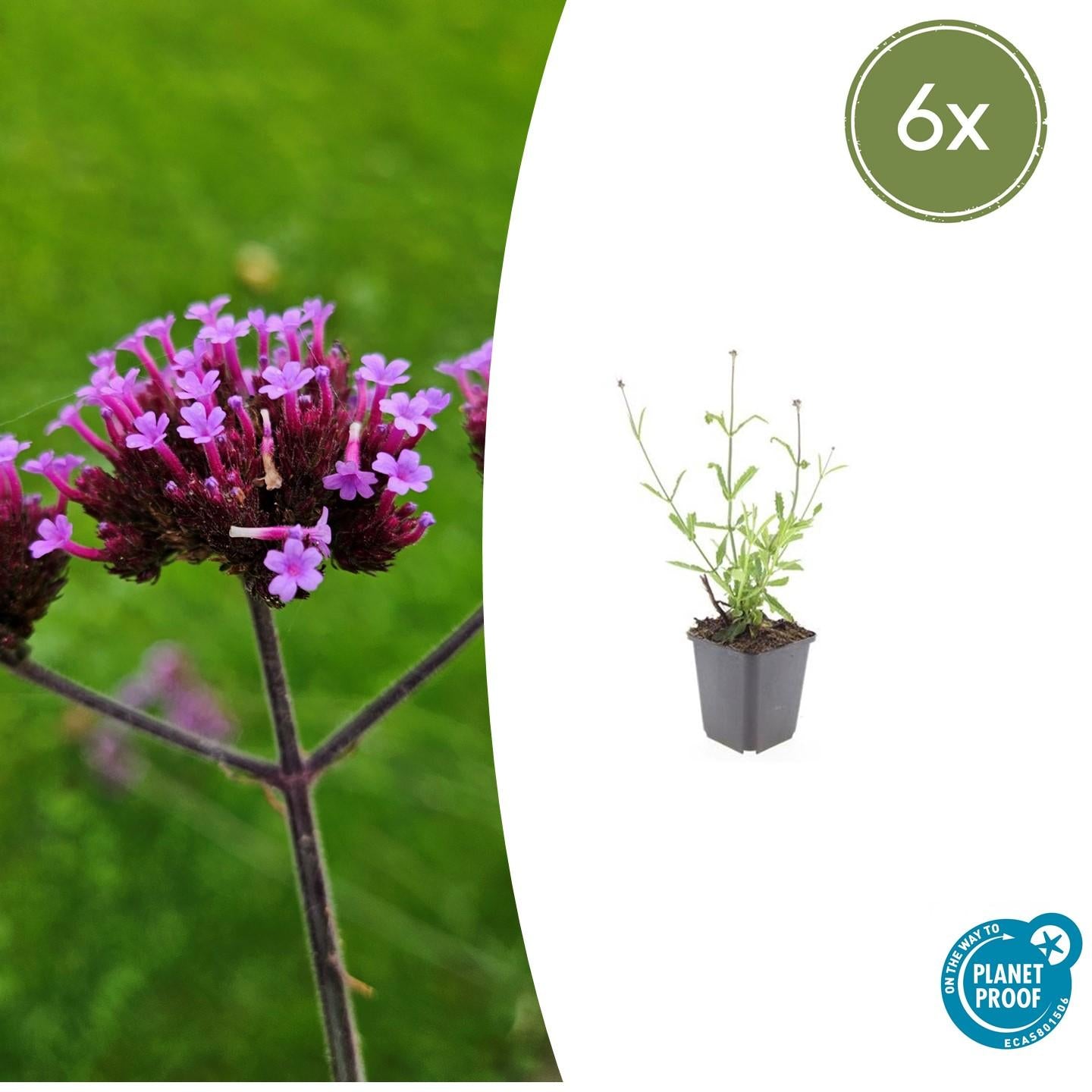6x Verbena-Gutschein. 'Lollipop' - ↕10-25cm - Ø9cm