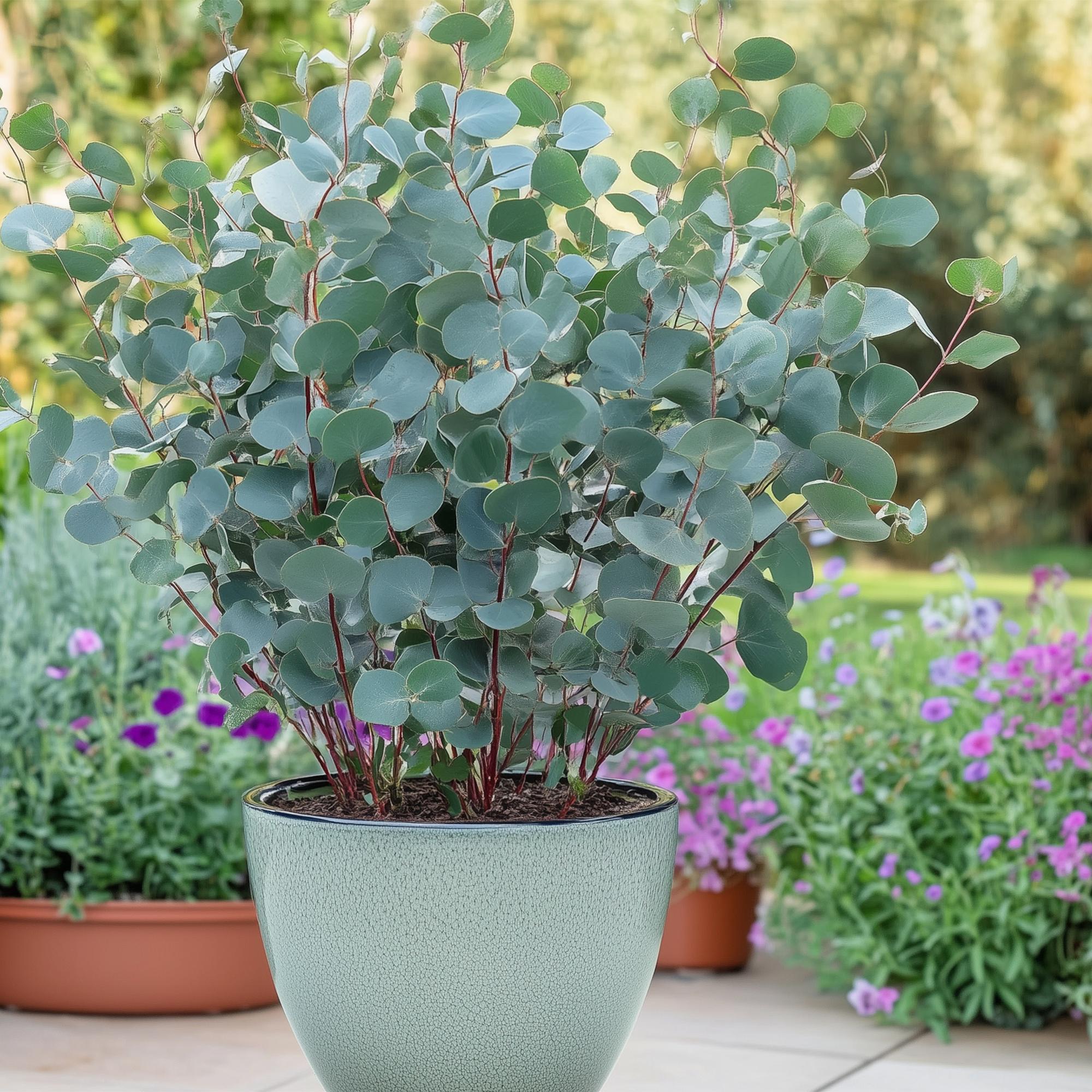 Eucalyptus boom - Eucalyptus gunni  - Grijs - 4 Planten - Winterhard - Pot 17cm Hoogte 40cm