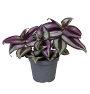 Tradescantia Zebra Pink Joy - Paars - Roze - Tropisch - Ø6cm - ↕5cm
