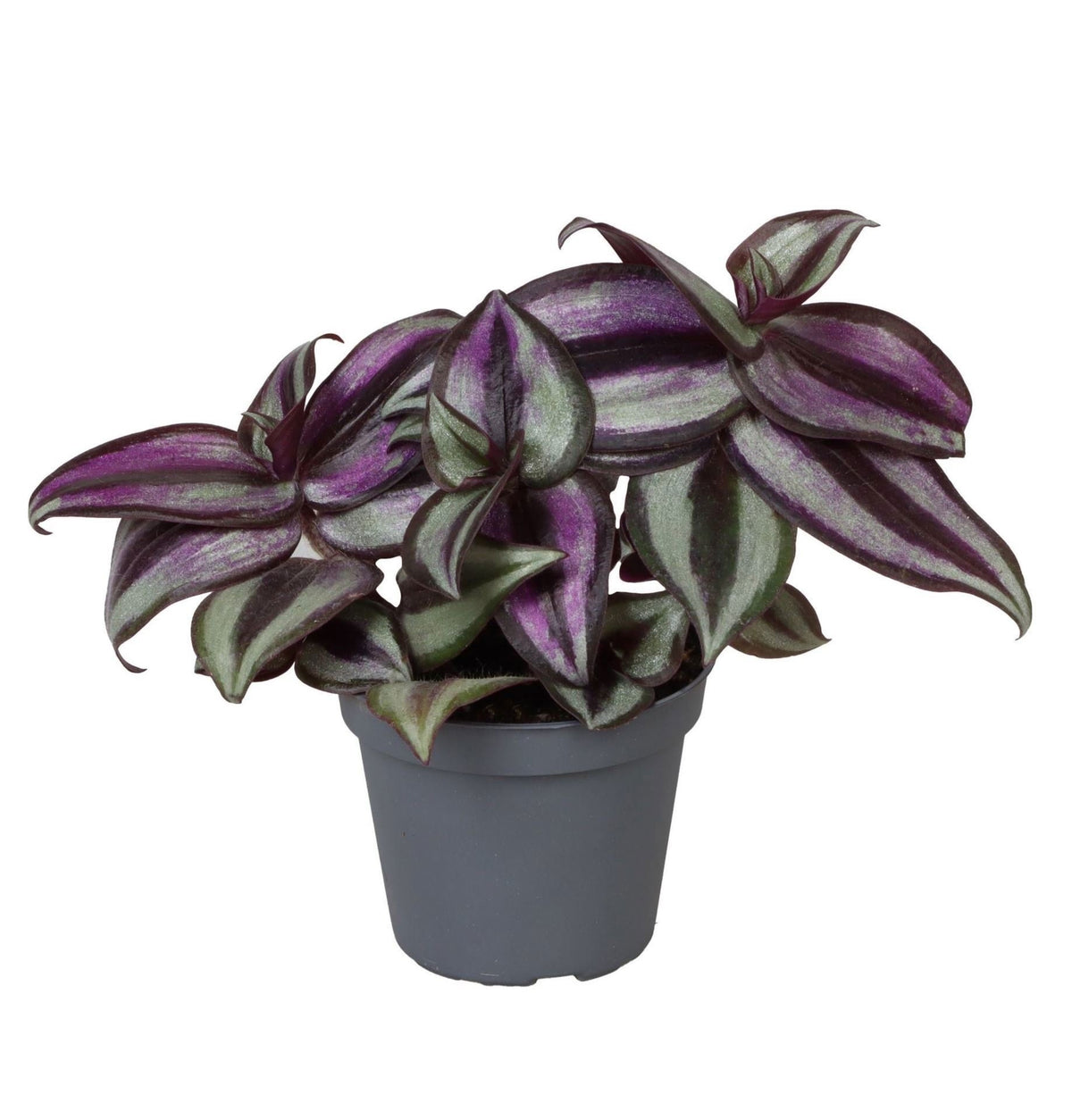 Tradescantia Zebra Pink Joy - Paars - Roze - Tropisch - Ø6cm - ↕5cm