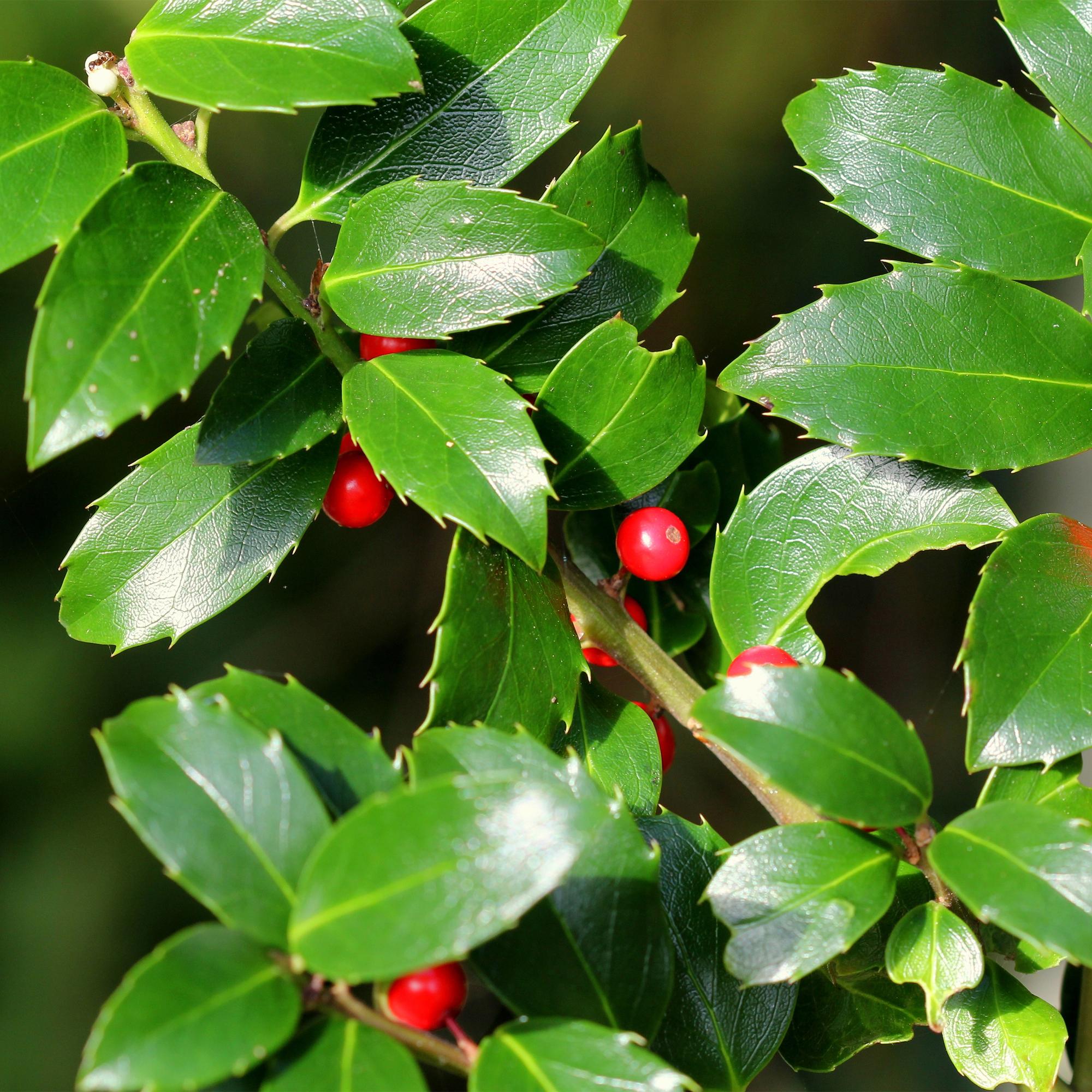 Green boutiQ – Steckling – Ilex meserveae 'Blue Maid' – Terrassenpflanze – Immergrün – Winterhart – Rote Beeren – Topfgröße 19 cm, Höhe 90 cm