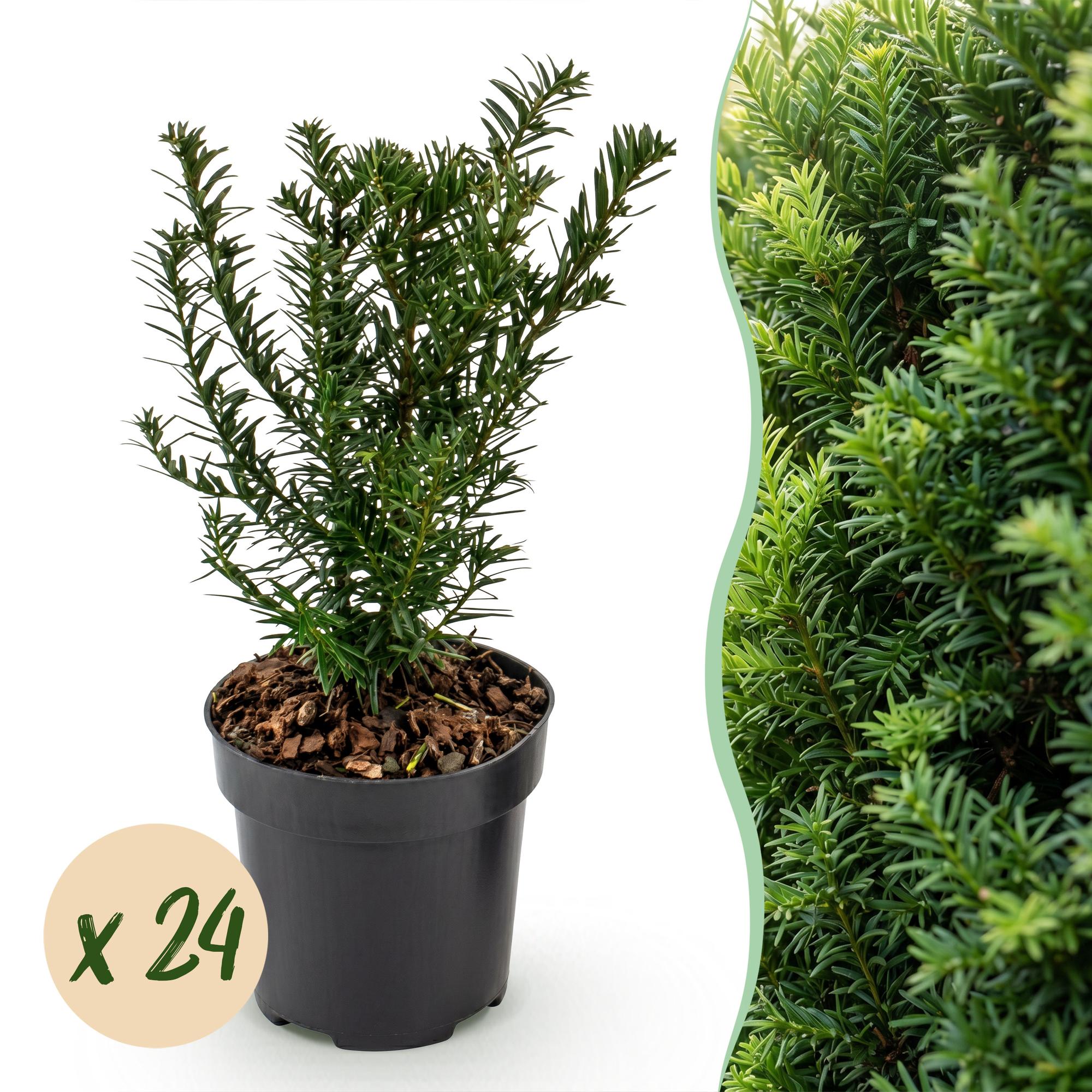 Taxus baccata - Venijnboom 24x - Haagplanten - Groenblijvend - Groen - Pot 9cm - Hoogte 20-30cm