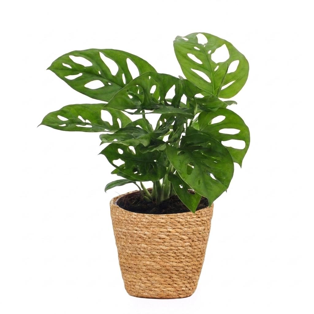 Monstera Adansonii - Rhaphidophora Tetrasperma - met Mand - Pot 12cm - Hoogte - 25cm