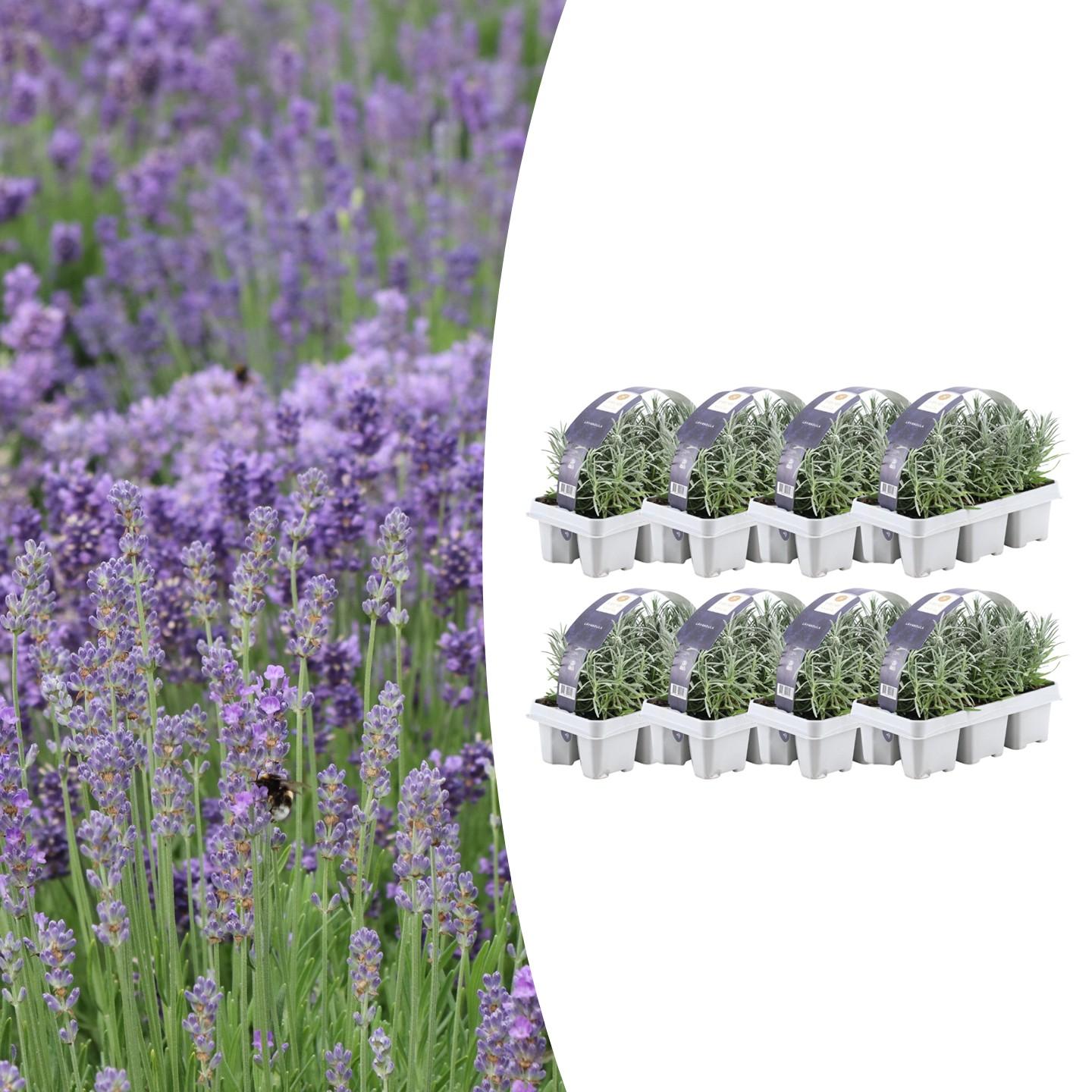 8 x 6er-Packung Lavendel angustifolia – Ø 7 cm – ↕ 15 cm