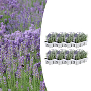 8 x 6er-Packung Lavendel angustifolia – Ø 7 cm – ↕ 15 cm
