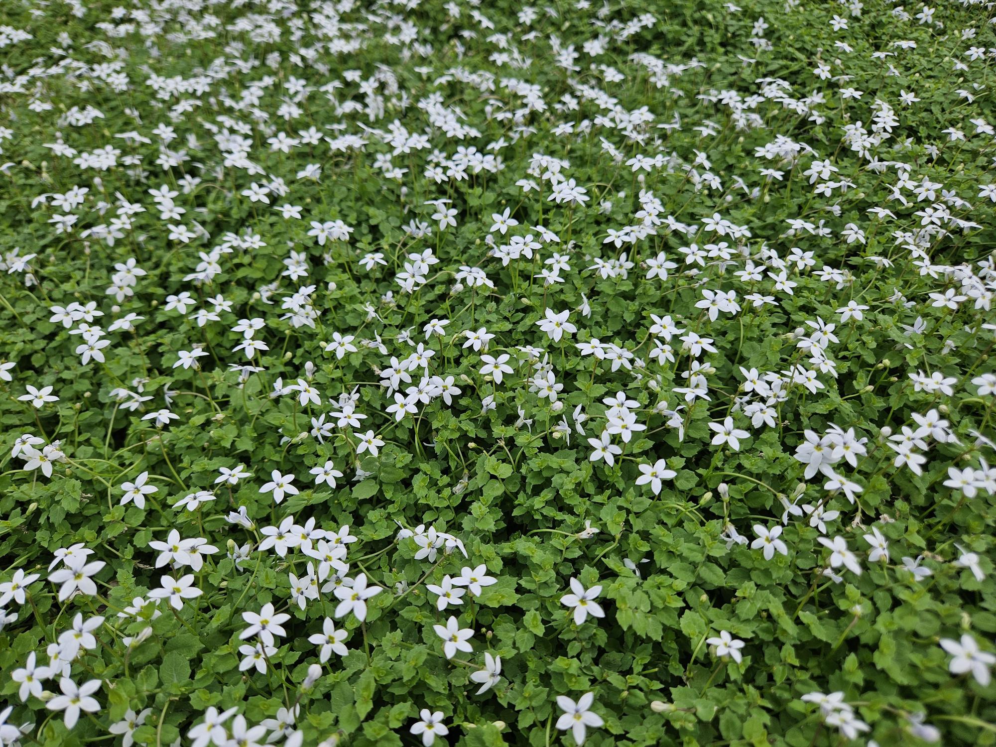6x Isotoma fluviatilis 'Alba'- ↕10-25cm - Ø9cm
