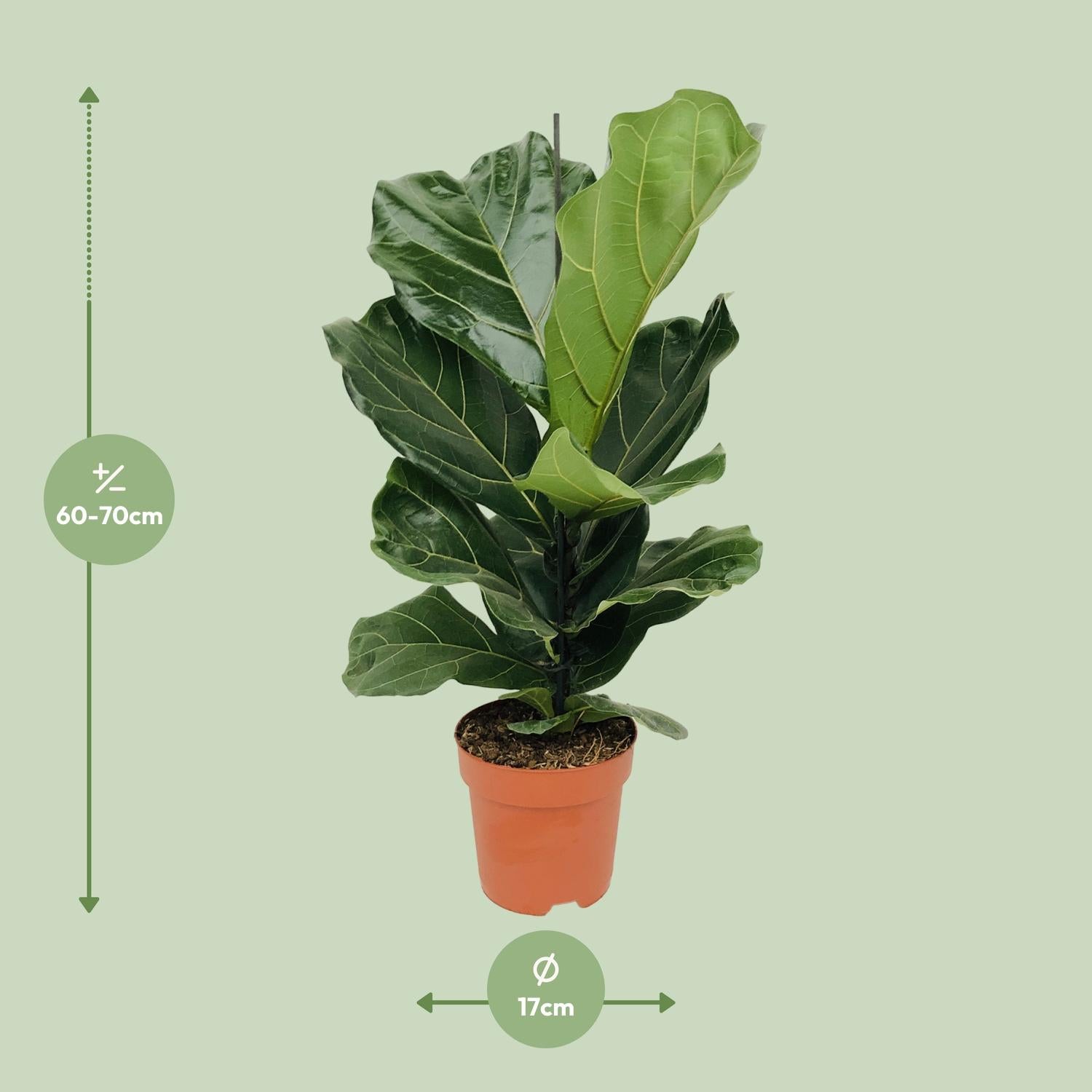 Ficus Lyrata - Ø17 cm - ↕75 cm