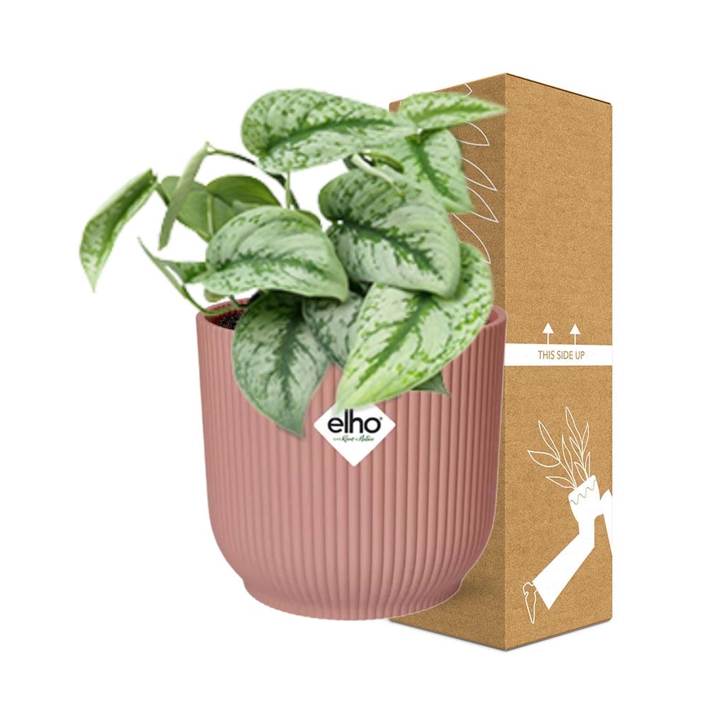 Scindapsus Pictus 'Trebie' in ELHO Vibes Fold 14 cm rosa