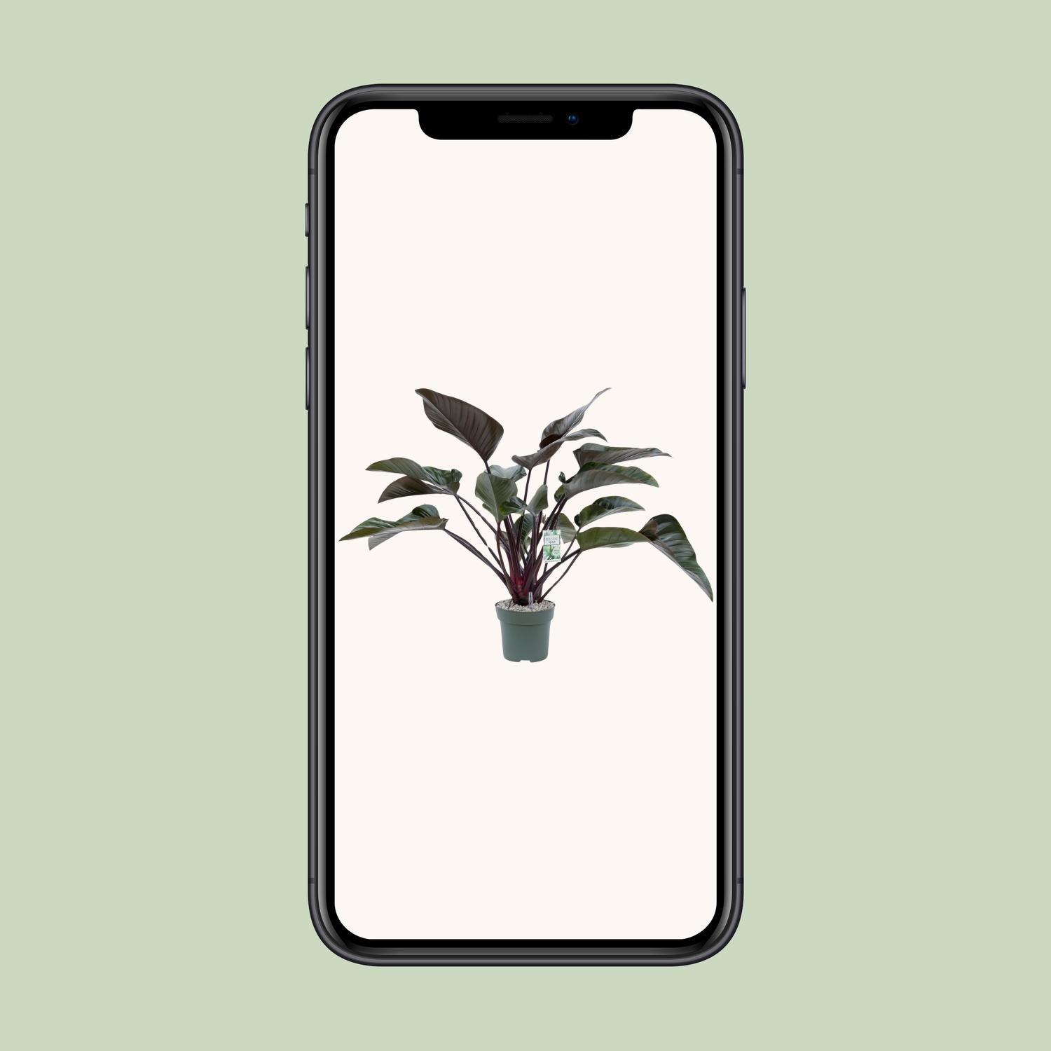 Philodendron Red Beauty - Ø27cm - ↕60cm