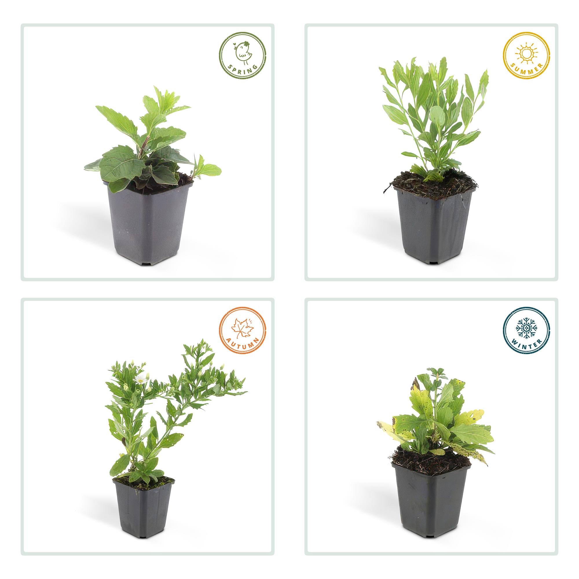6x Aster ageratides 'Ashvi' - ↕10-25cm - Ø9cm