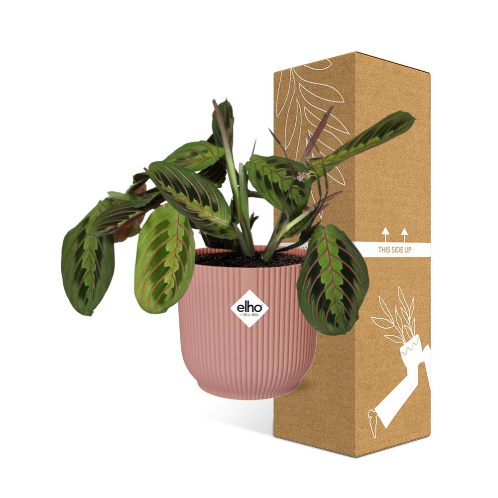 Maranta Leuconeura 'Fascinator' Tricolor in ELHO Vibes Fold 14cm pink