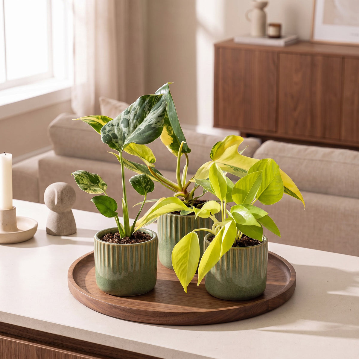 Baby Planten Tropical Mix - Diversen 3x - Tropisch - incl. Linnea Olive - Ø6cm - ↕10-15cm
