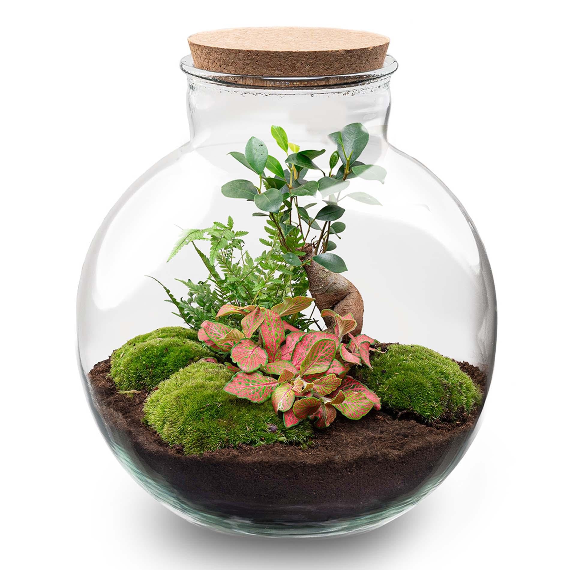 DIY-Terrarium – Bolder Bob Bonsai – ↕ 30 cm – Normal