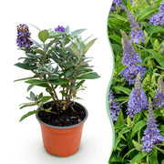 Buddleja davidii Butterfly Candy Little Lila - Vlinderstruik - Compact - Lila - 1 Plant - Pot 12cm - Hoogte 20-25cm
