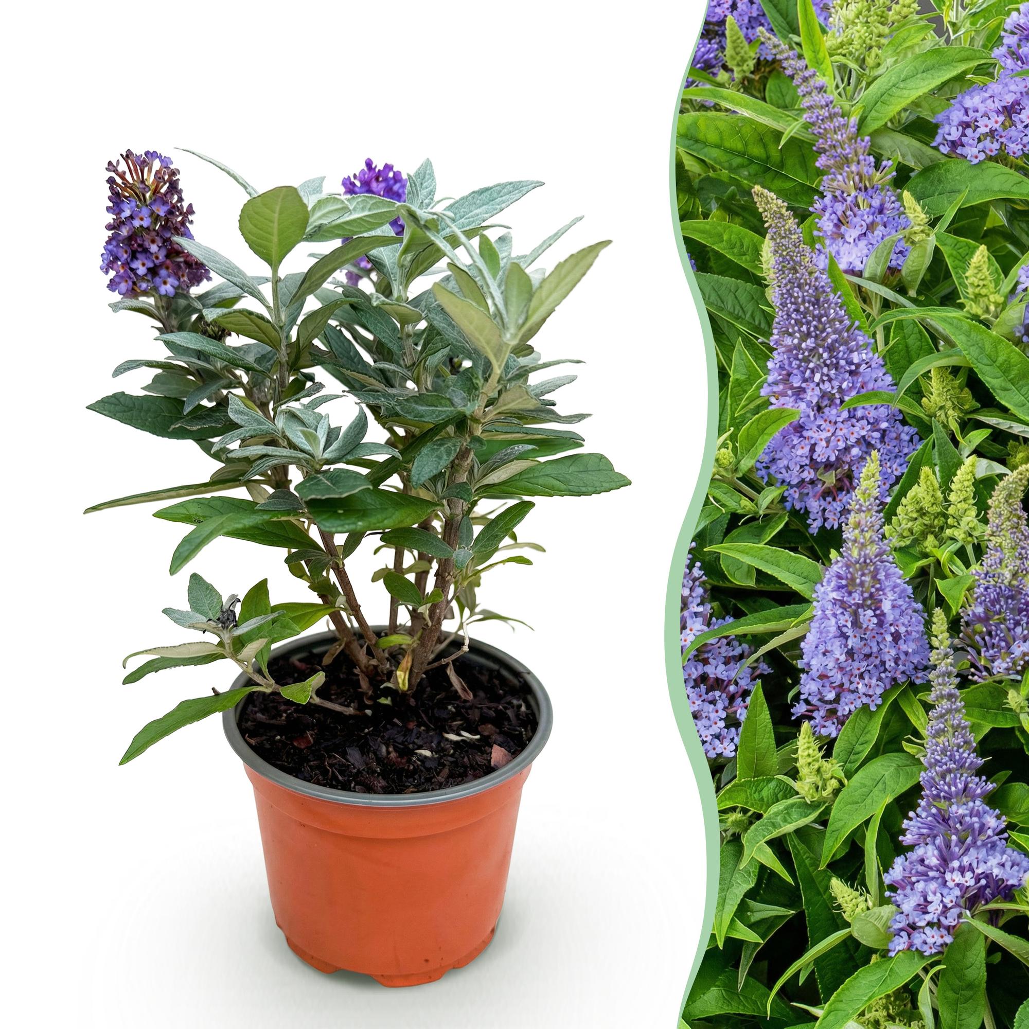 Buddleja davidii Butterfly Candy Little Lila - Vlinderstruik - Compact - Lila - 1 Plant - Pot 12cm - Hoogte 20-25cm