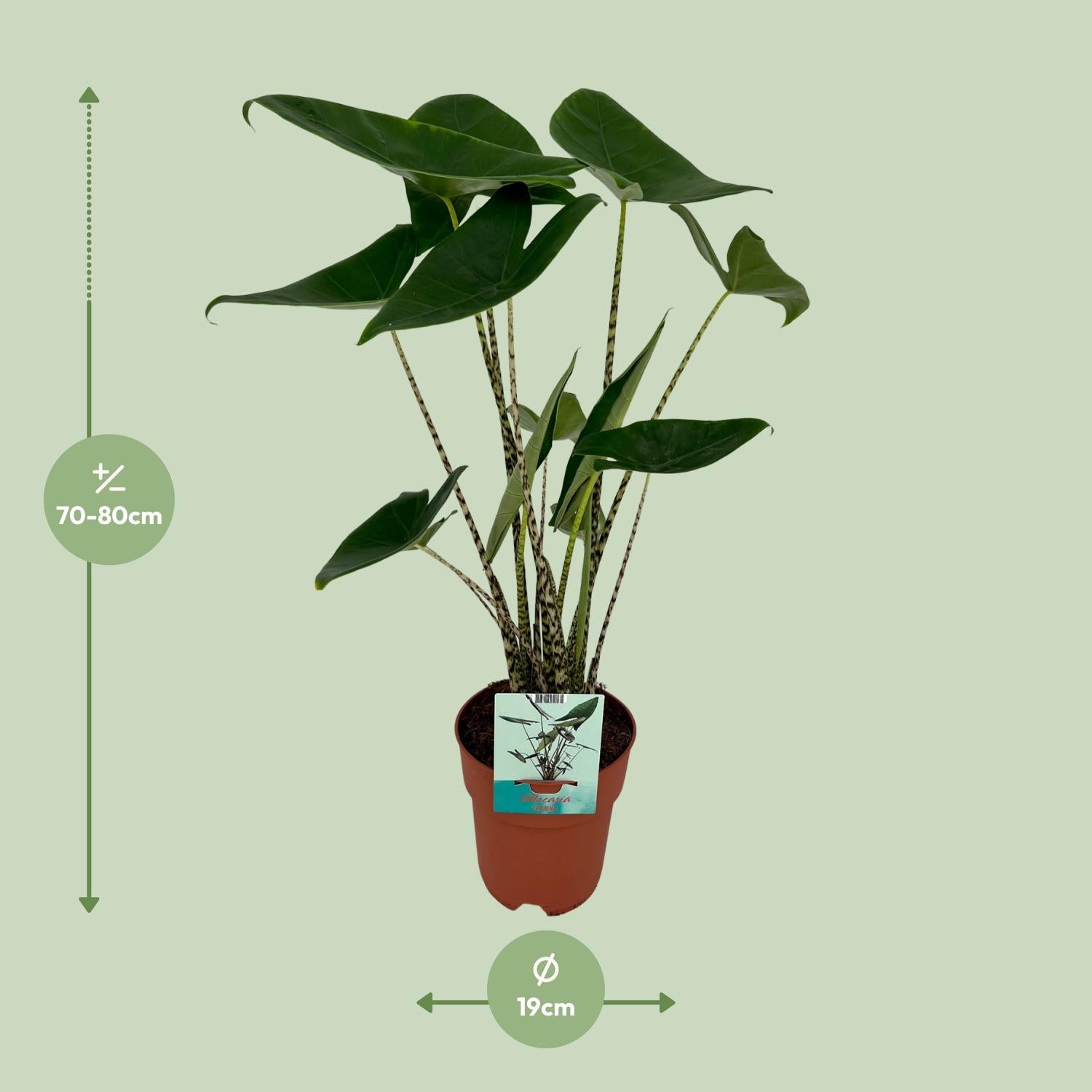 Alocasia Zebrina – Elefantenohr – Ø 19 cm – ↕ 75 cm