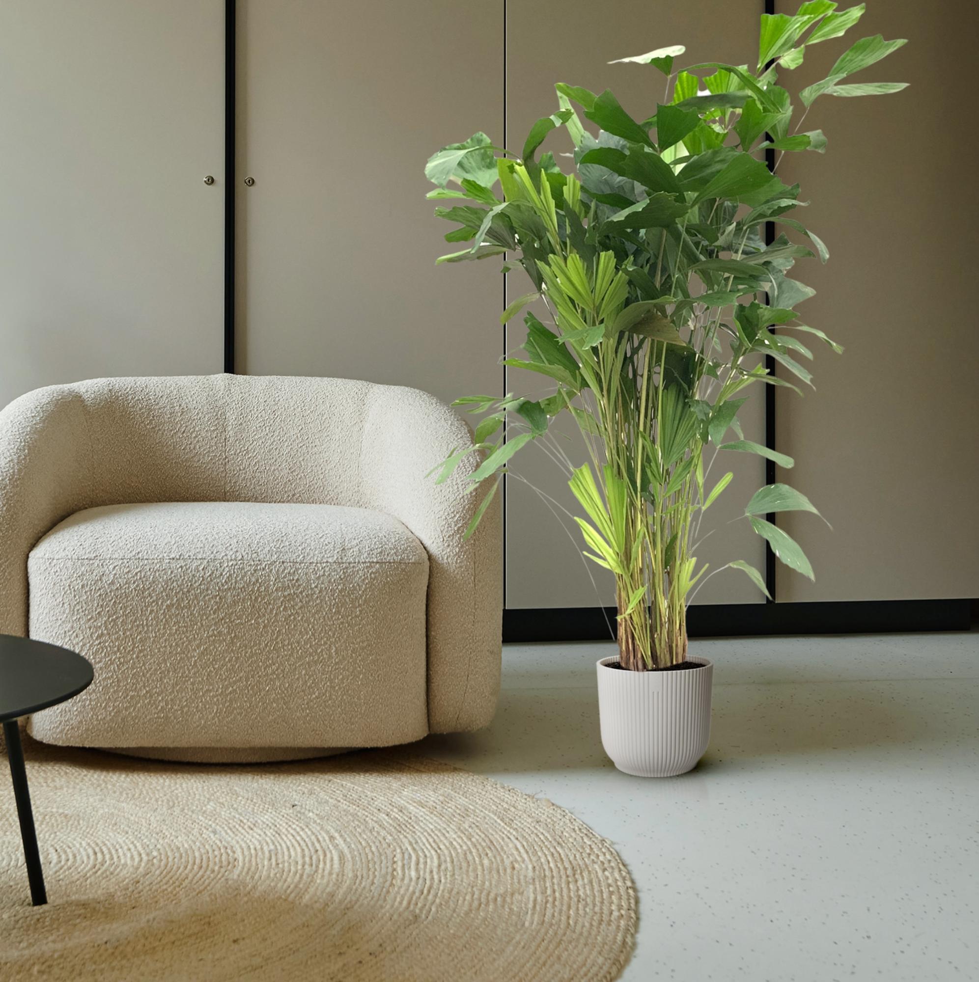 Caryota Mitis - 160 cm - ø24