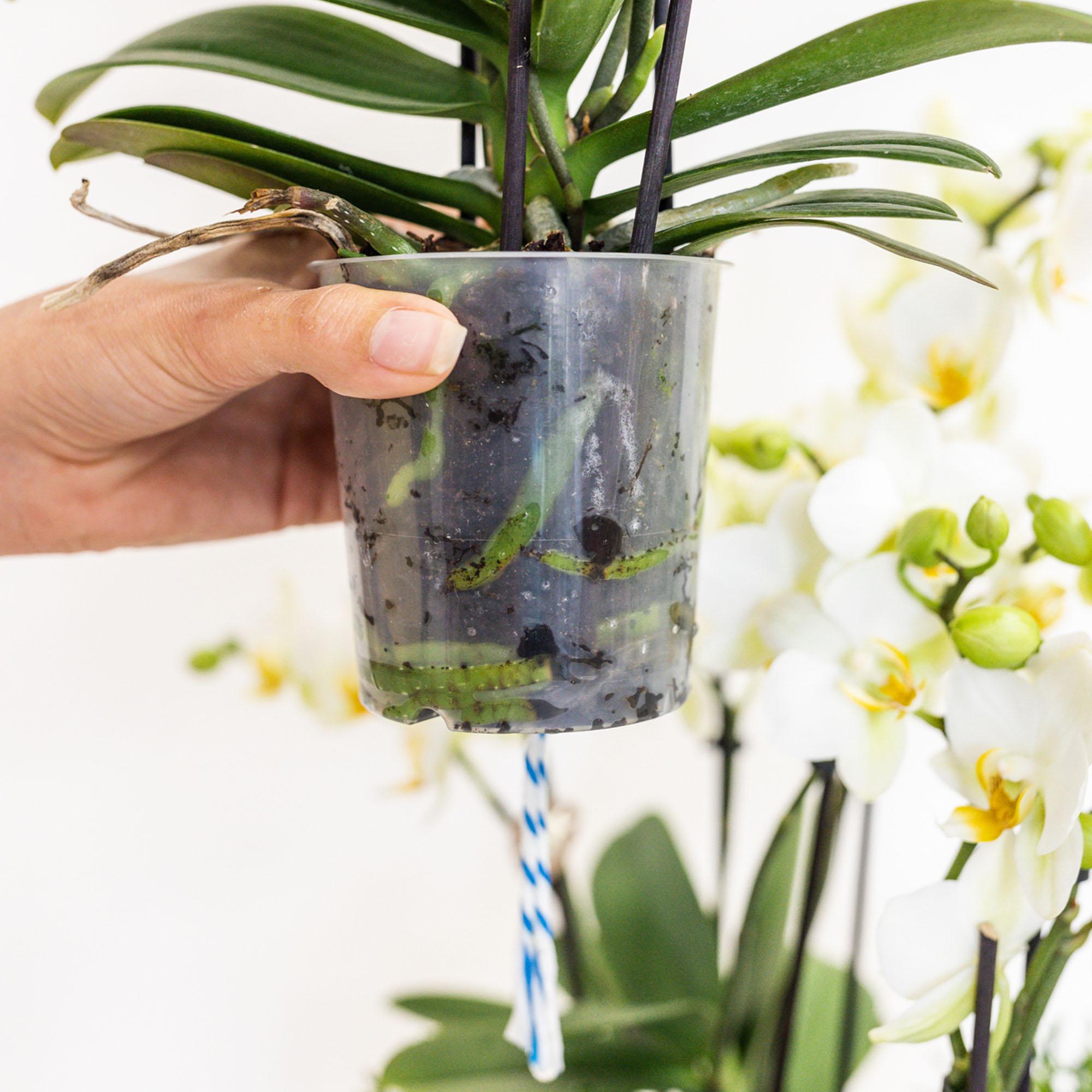 Kolibri Orchids | Conjunto de orquídeas naranjas en cesta de algodón con depósito de agua incluido | Tres orquídeas naranjas Las Vegas de 12 cm | Ramo individual naranja con depósito de agua incorporado.
