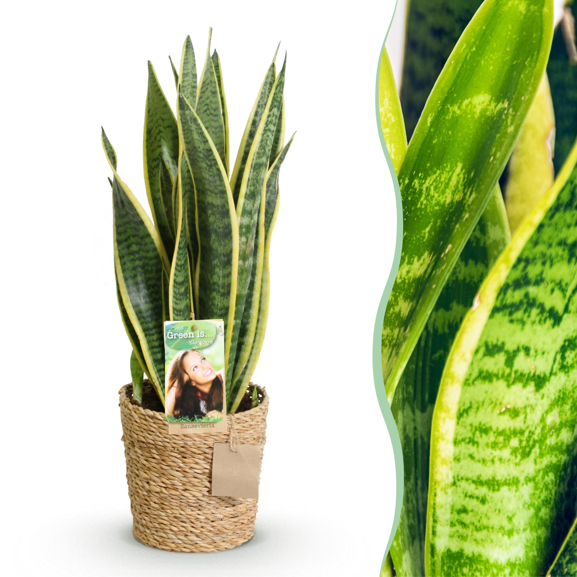 Sansevieria Laurentii - Vrouwentong - Weinig onderhoud - met mand - Groen - 1 Plant - Pot 17cm - Hoogte 60-70cm