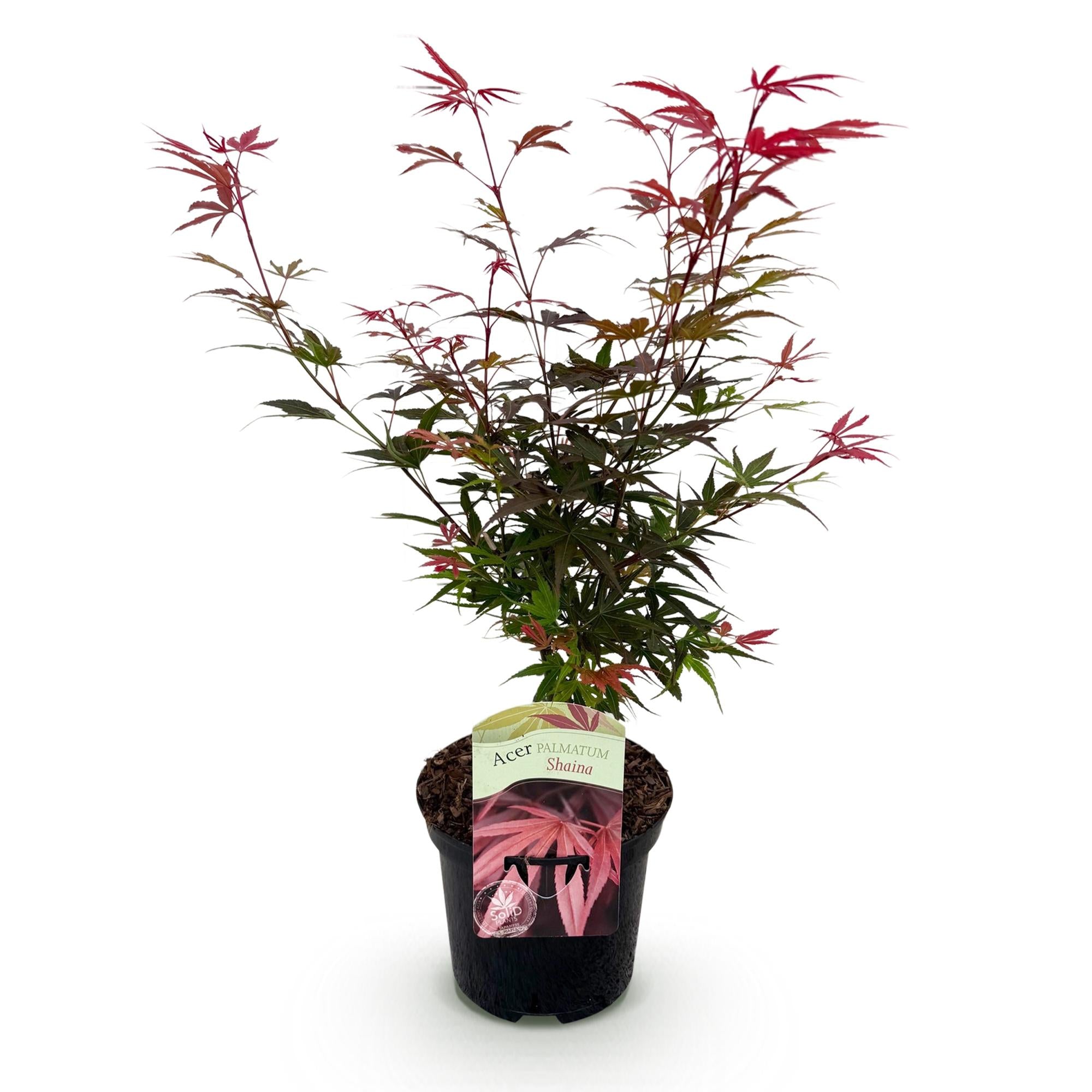 Green boutiQ - Terrassenpflanze - Japanischer Ahorn - Acer palmatum Shaina - Rot - 1 Pflanze - Laubabwerfend - Topf 19cm Höhe 70cm