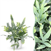Phlebodium aureum Blue Star - Blauwe Varen - Huisdiervriendelijke Plant - Blauw - 1 Plant - met Potter Wit - Pot 12cm - Hoogte 25cm
