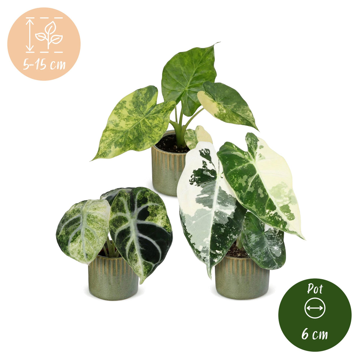 Baby Alocasia Tricolour Variegata 3x - Groen - Zwart - Variegata - Tropisch - incl. Linnea Olive - Ø6cm - ↕5-15cm