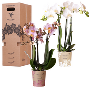 Kolibri Orchids - Surprise box mix - plant advantage box - surprise box with 2 different orchids Ø9cm - fresh from the grower
