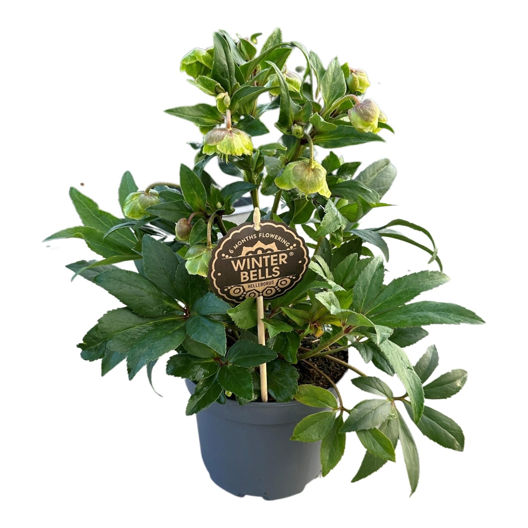 Clochettes d'Helleborus - Ø17cm - ↕45cm
