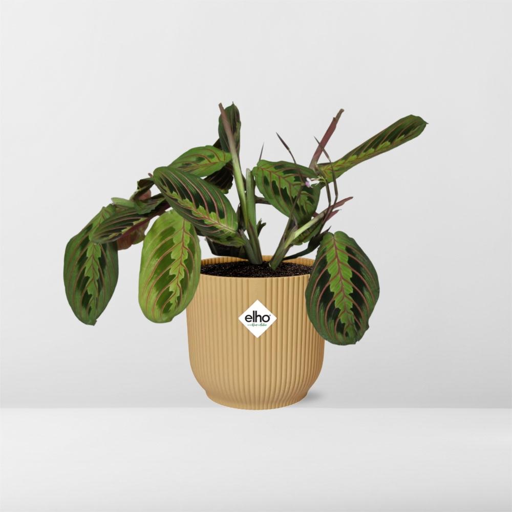 Maranta Leuconeura 'Fascinator' Tricolor in ELHO Vibes Fold 14cm yellow
