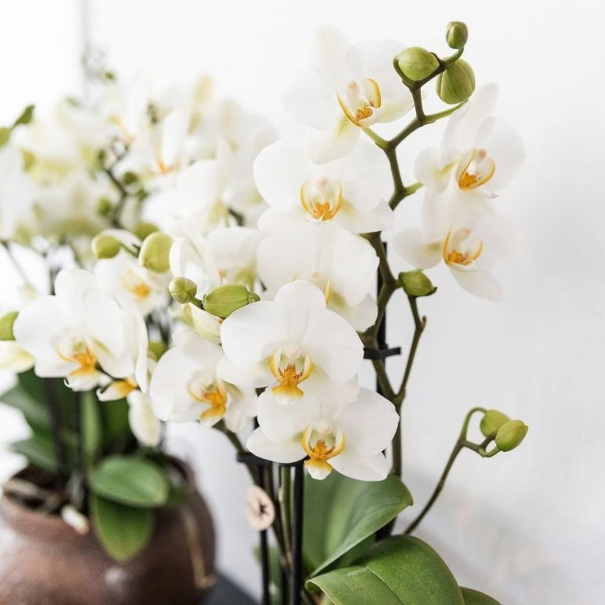 Kolibri Orchids | Combi Deal - 2 Witte Phalaenopsis Orchideeën Blossom Lausanne - Ø9 cm