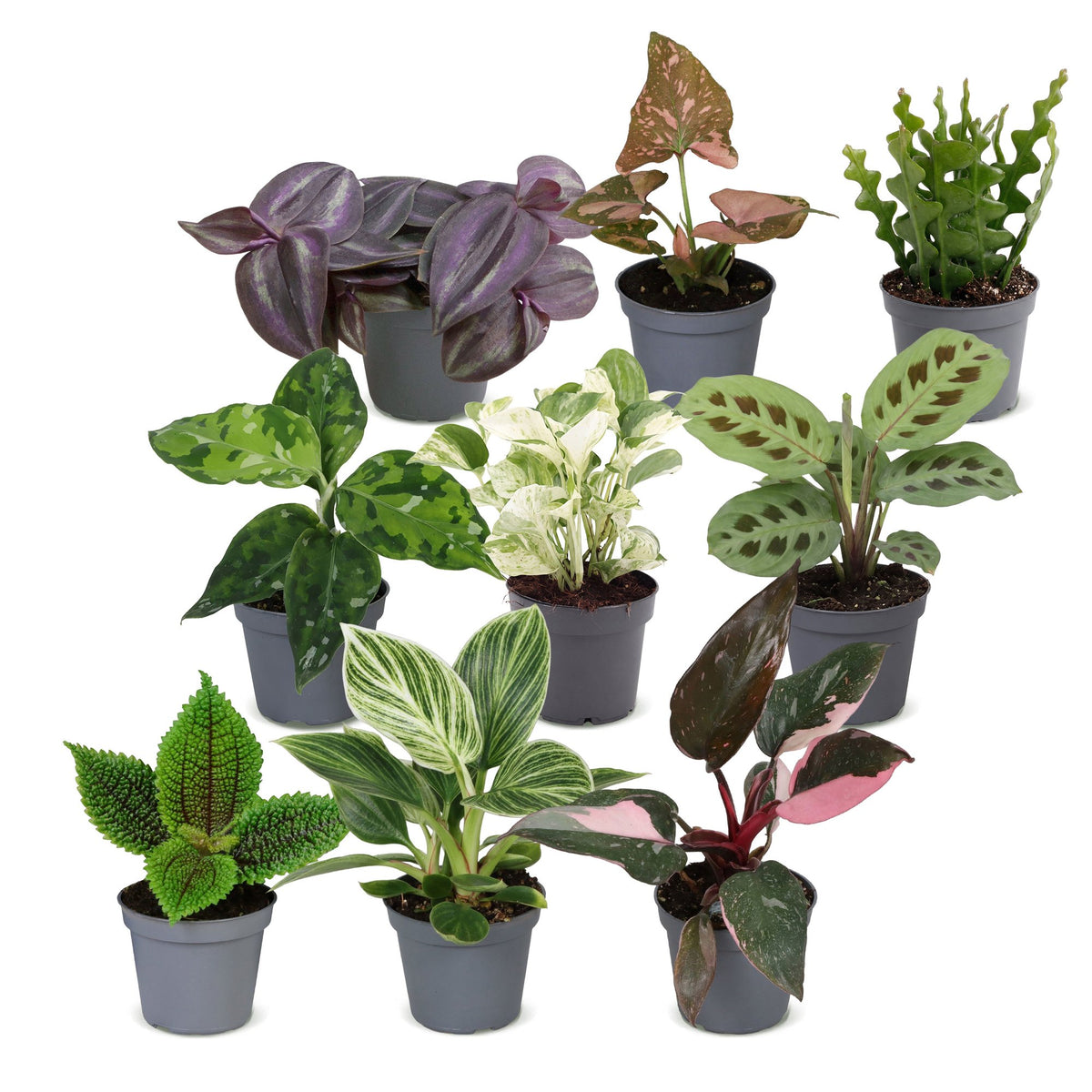 Baby Plants Surprise Box 9x - Verrassingsbox kleine planten - Diversen - Tropisch - Ø6cm - ↕5-15cm