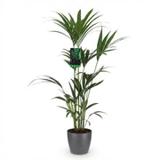 Howea Forsteriana - Palmera Kentia - Bajo mantenimiento - Verde - 1 planta - con maceta gris - Maceta de 21 cm - Altura 120-130 cm
