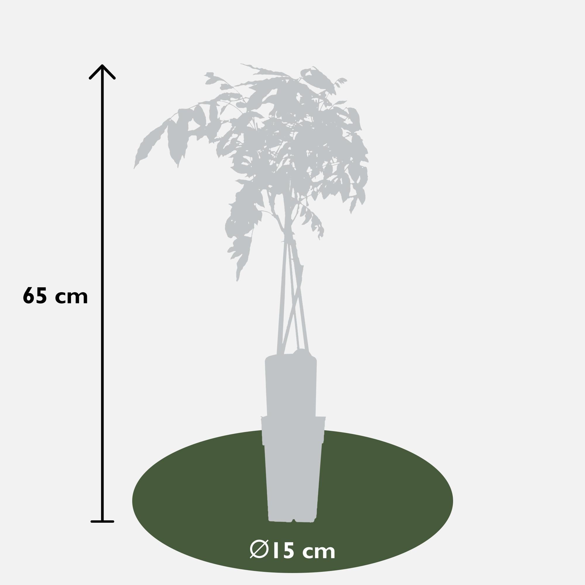 Wisteria sinensis 'Prolific' - Blue Rain - Ø15cm - ↕65cm