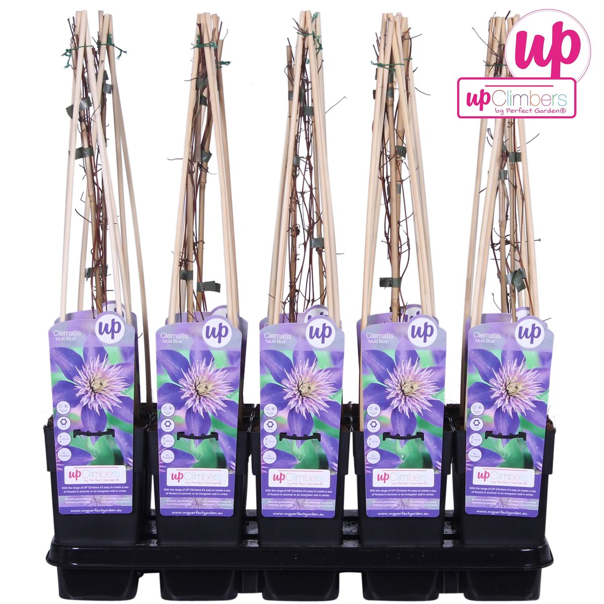 Clématite multicolore bleue - Clématite bleue - Ø15cm - ↕65cm