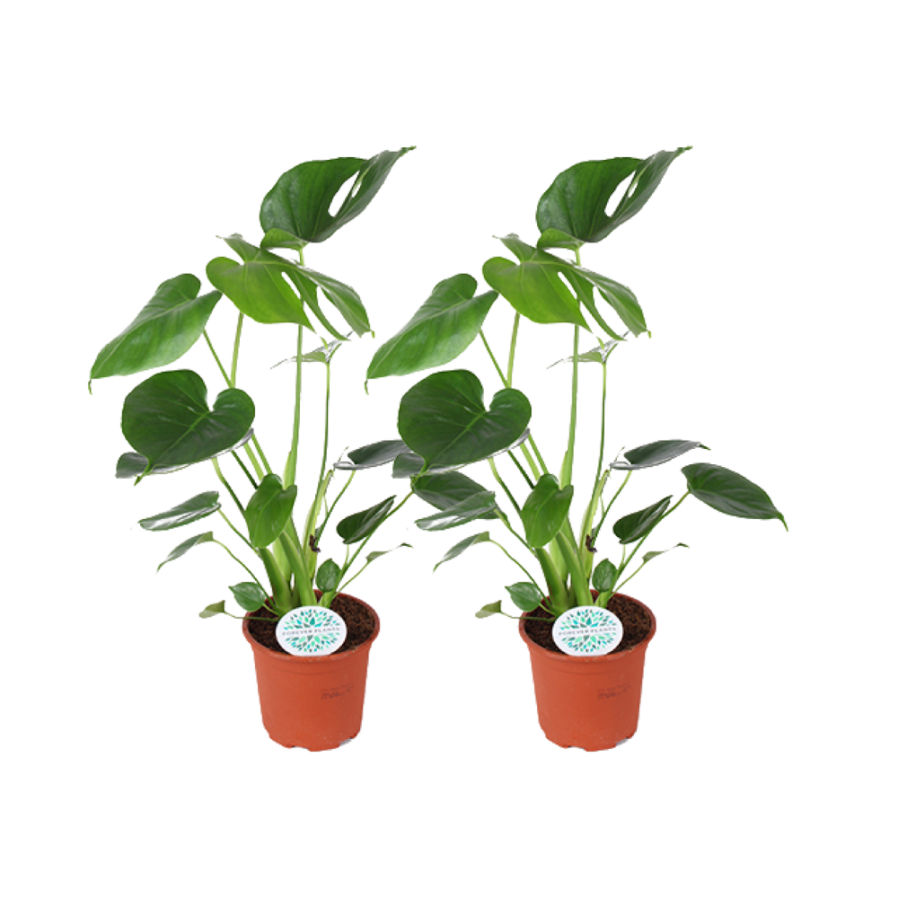 Monstera Deliciosa - 2 pezzi - Ø14cm - ↕45cm