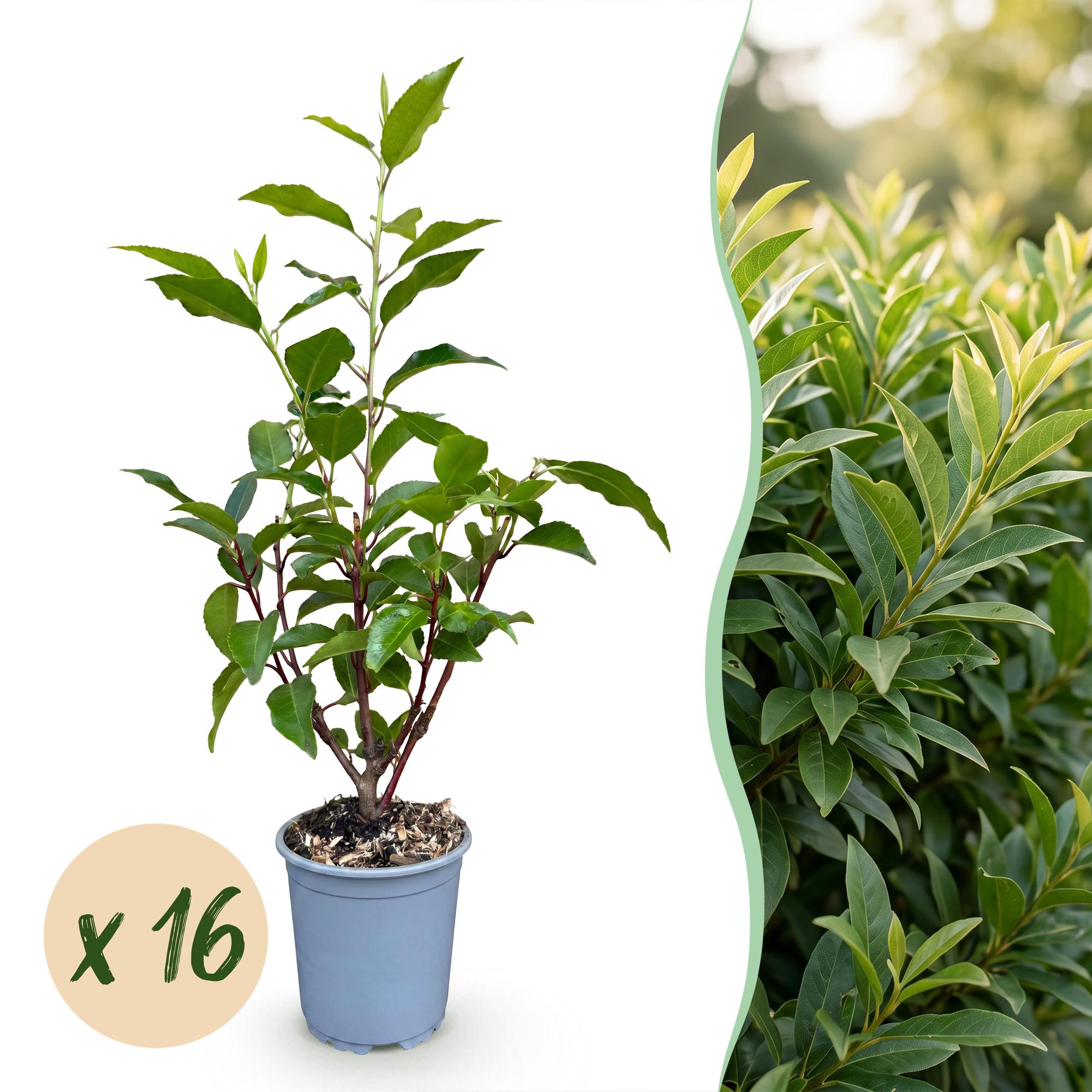 Prunus lusitanica Angustifolia - Portugese Laurier 16x - Haagplanten - Groenblijvend - Groen - Pot 9cm - Hoogte 25-35cm