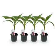 Bananen plant - Musa sikkemensis Red Tiger - Winterhard - 4 planten - Pot 12cm Hoogte 30cm