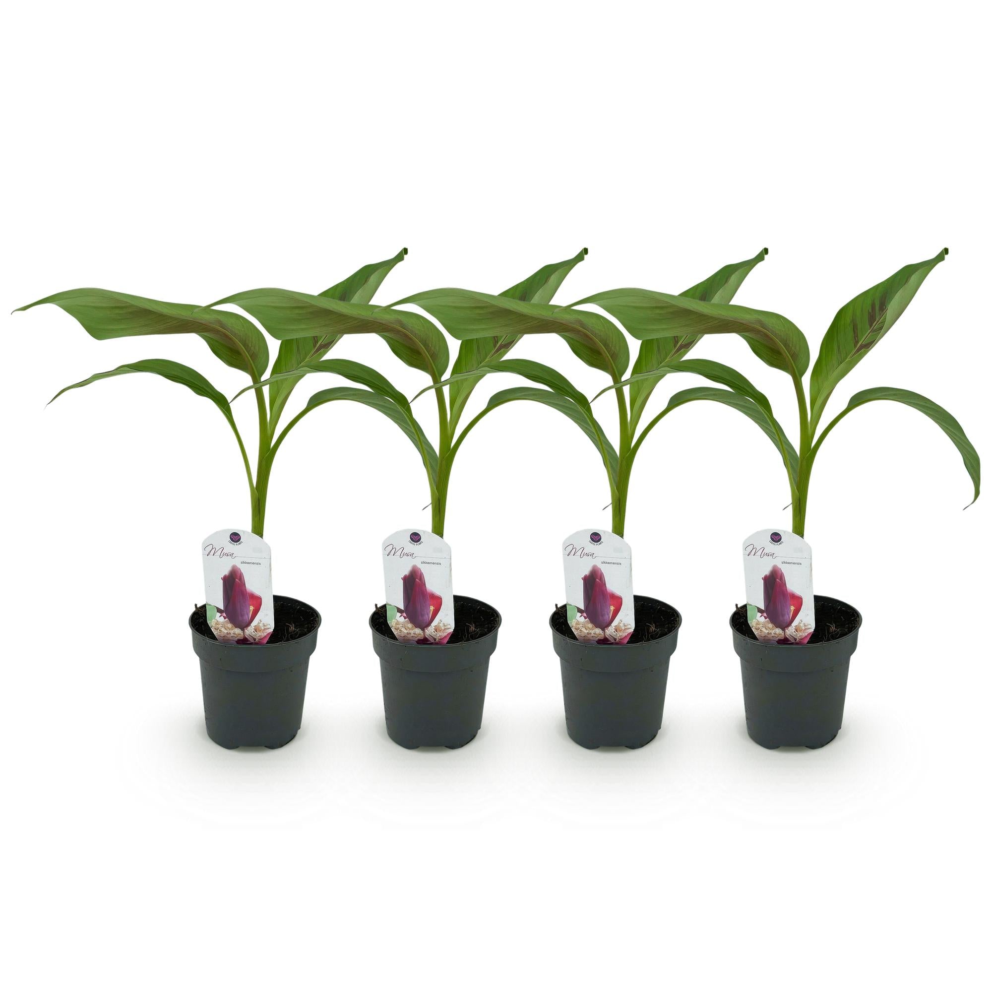 Bananen plant - Musa sikkemensis Red Tiger - Winterhard - 4 planten - Pot 12cm Hoogte 30cm