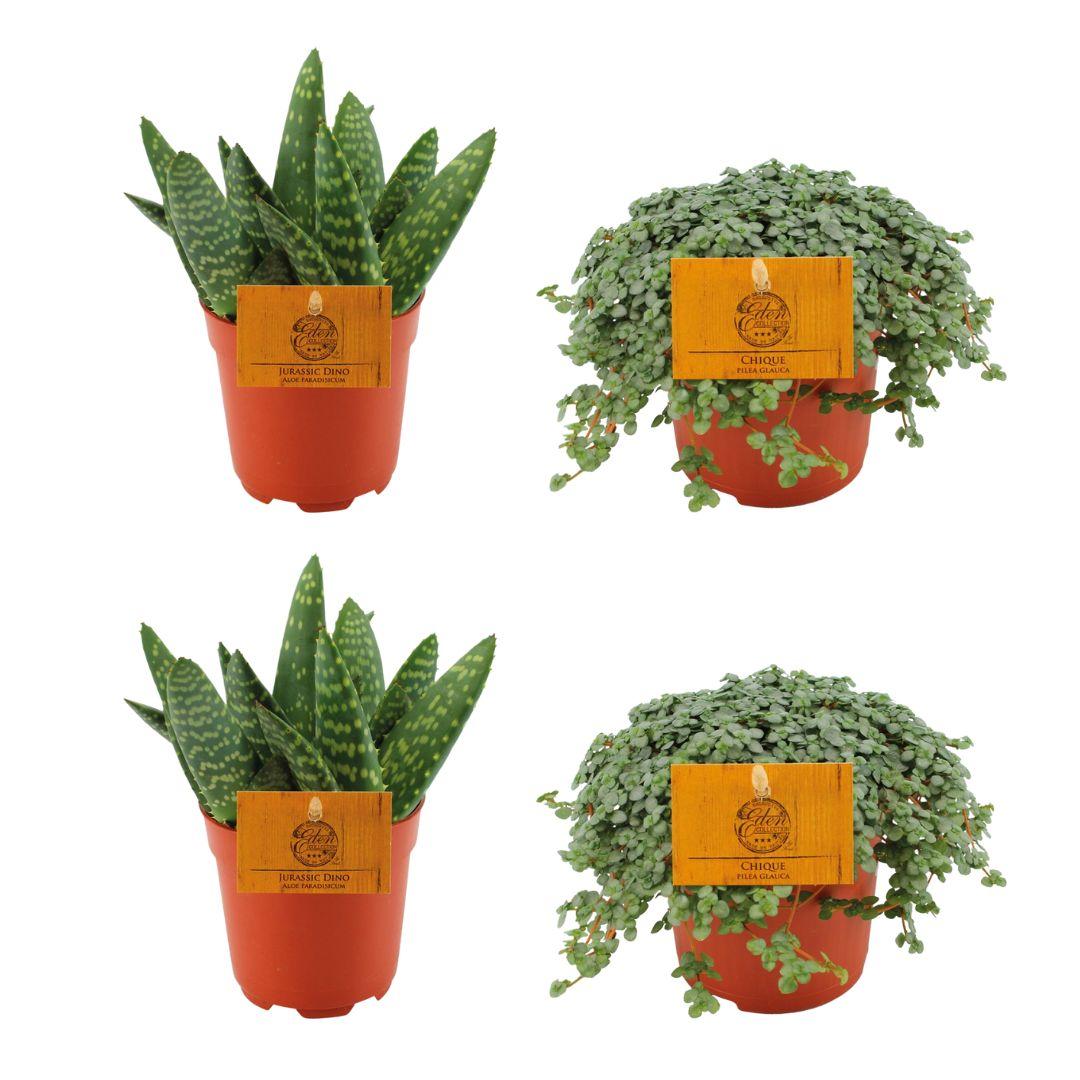 2x Aloe paradisicum + 2x Pilea glauca - 4 Stück - Ø 10,5 cm - ↕ 10 cm