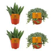 2x Aloe paradisicum + 2x Pilea glauca - 4 Stück - Ø 10,5 cm - ↕ 10 cm